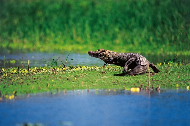 Caiman alligator