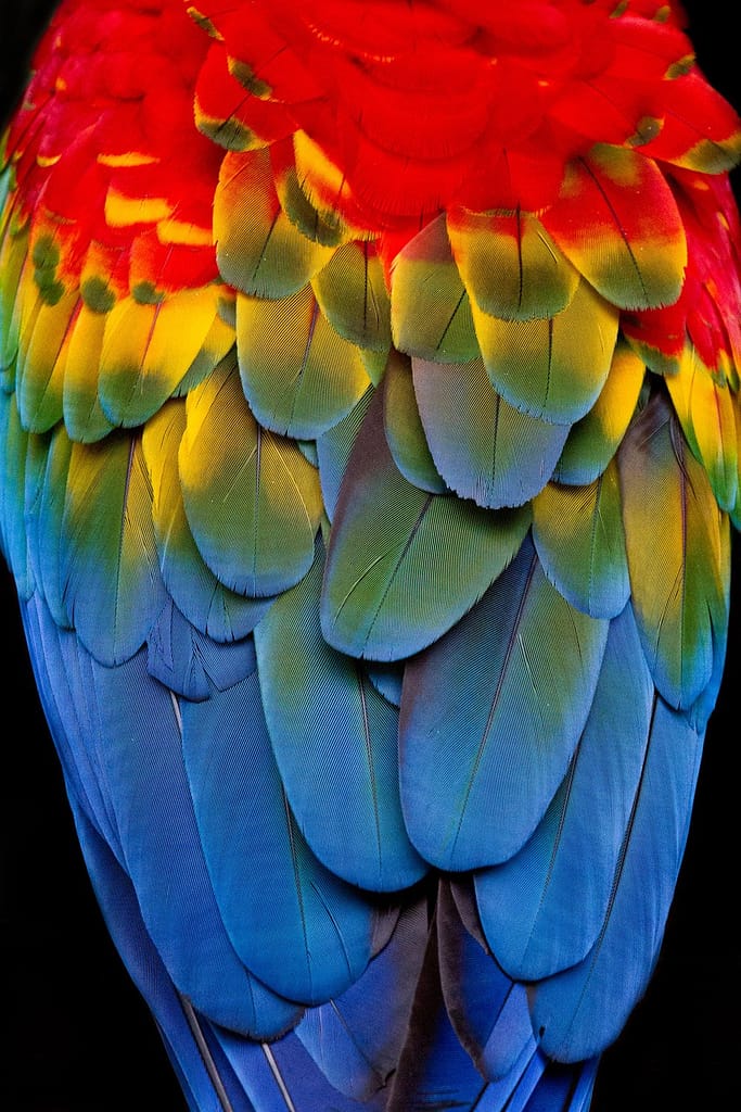 Amazon Macaw Feathers
