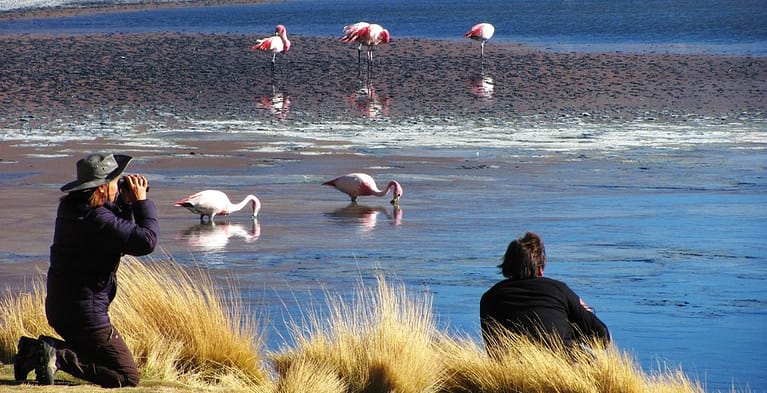 travelers watching flamingos in Chile