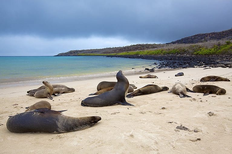 sea-lions-galapagos-beach-latin-excursions