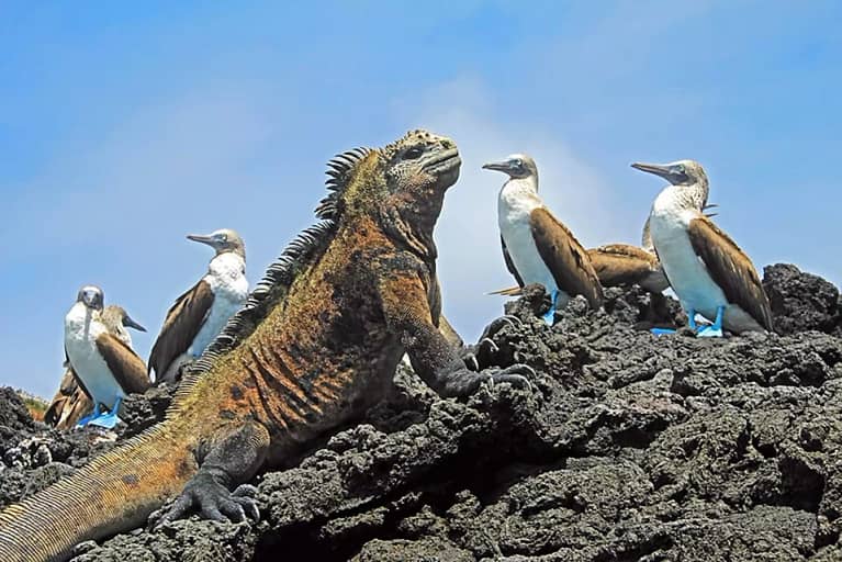 blue-footed-boobies-iguana-latin-excursions