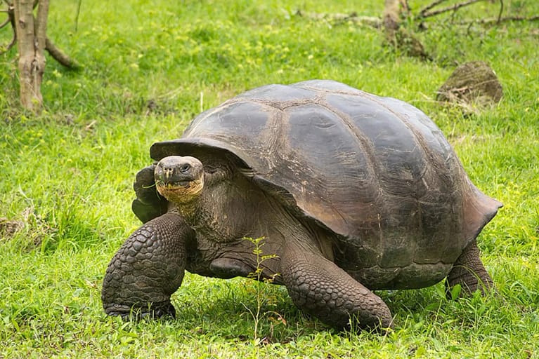 galapagos-tortoise-latin-excursions