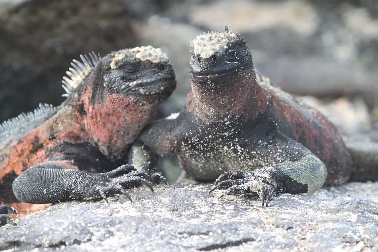 marine-iguana-galapagos-latin-excursions