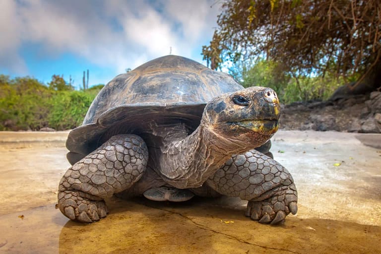 Galapagos Islands tortoise Latin Excursions